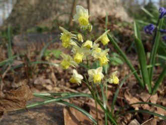 Yellow barrenwort (Epimedium x versicolor ‘Sulphureum’) has short-spurred yellow flowers.