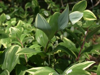 Variegated Solomon’s Seal (Polygonatum odoratum var. pluriflorum ‘Variegatum’) blooms from April to May.