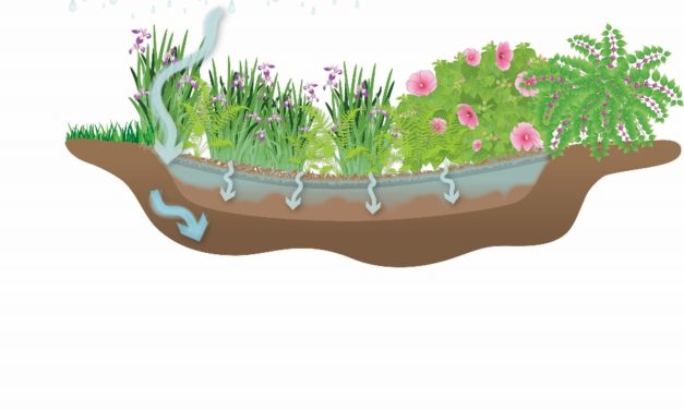 Rain Gardening Ideas