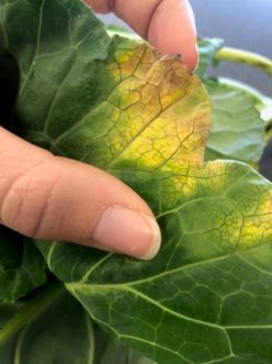 Black rot is a bacterial disease that affects all vegetables in the crucifer family, including collards. Mary Katherine Bamberg, ©2018, Clemson Extension