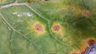 Alternaria leaf spot on a collard leaf. Justin Ballew, ©2020, Clemson Extension
