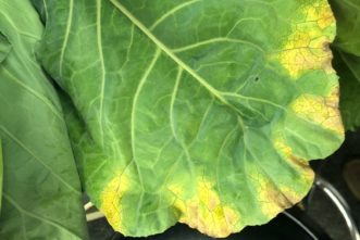 Black rot (Xanthomonas campestris pathovar campestris) symptoms are yellow, V-shaped lesions that appear along the tips of the leaves with the point of the V directed toward a vein. Mary Katherine Bamberg, ©2018, Clemson Extension