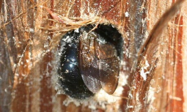 Carpenter Bee Survey
