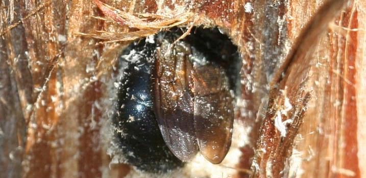 Carpenter Bee damage