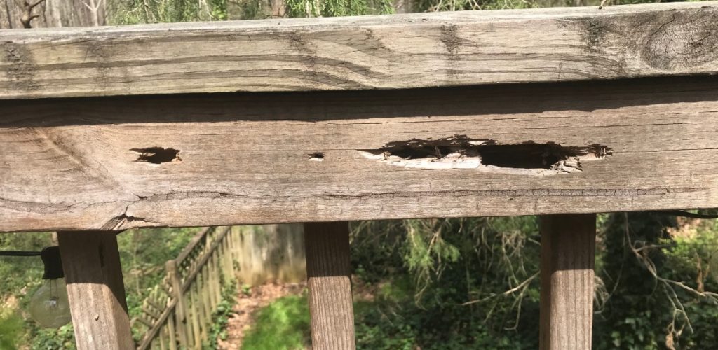 Carpenter bee damage deck