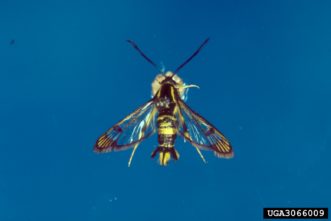 Dogwood borer adult. James Solomon, USDA Forest Service, www.ipmimages.org