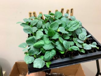 Eight varieties of cabbage ready to be planted into the garden. Zack Snipes, ©2020, Clemson Extension