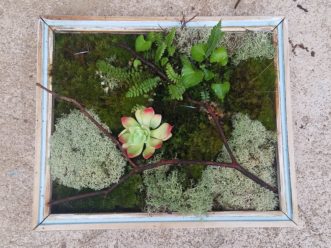 Even a simple picture frame filled with mosses, lichens, ferns, violas, and the occasional artificial plant can paint the scene for a miniature garden. LayLa Burgess, ©2019 HGIC, Clemson Extension