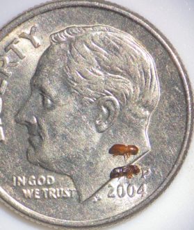 Figure 1. Two brown-colored redbay ambrosia beetle adults on a dime for scale. Photo by Kelsea Young, Clemson University.