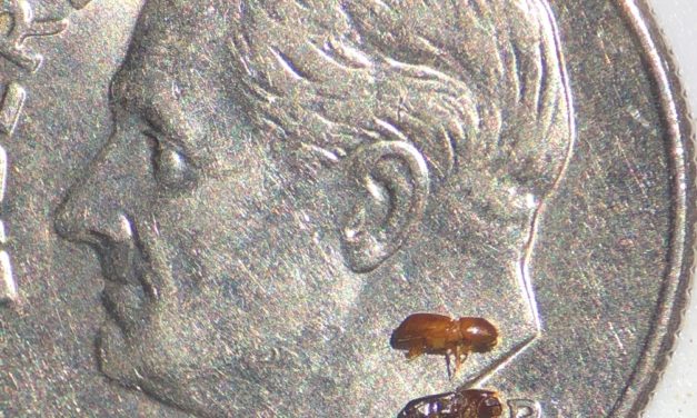 Ambrosia Beetles