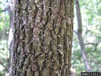 Figure 2. Noodle-like frass tubes created by the redbay ambrosia beetle and a common symptom of ambrosia beetle attack. Photo by James Johnson, Georgia Forestry Commission, Bugwood.