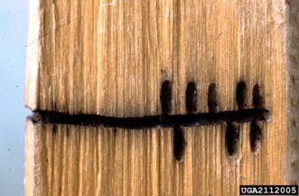 Figure 3. Galleries in Norway spruce carved by the striped ambrosia beetle (Trypoendron lineatum). Photo by Petr Kapitola, Central Institute for Supervising and Testing Agriculture, Bugwood.