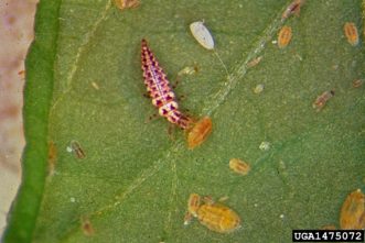 Green lacewing larvae (Chrysoperia rufilabris) feeding on aphids. Photo courtesy of Whitney Cranshaw, Colorado State University, Bugwood.org