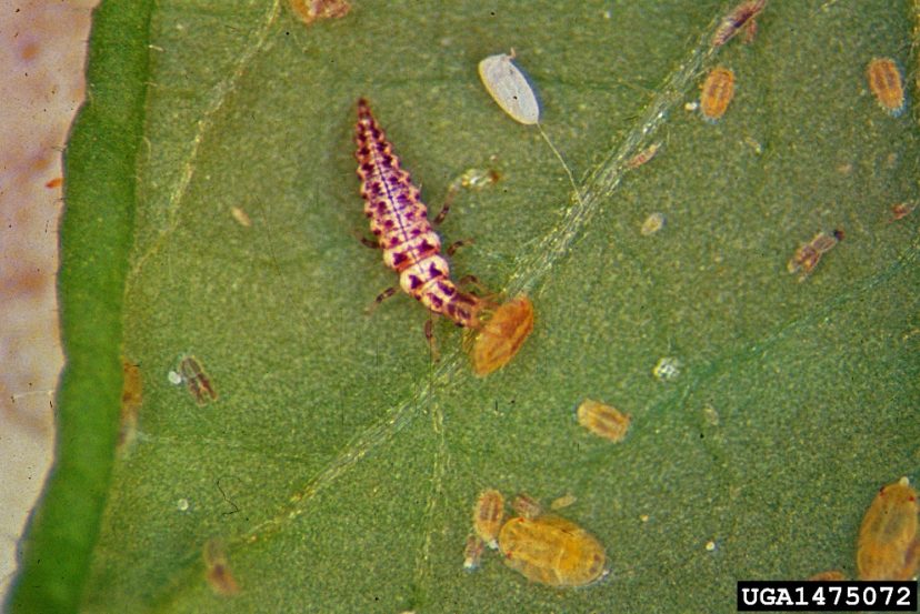 Green Insect Larvae Attracting Beneficial Insects | Home & Garden Information Center