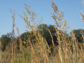 Indian grass (Sorghastrum nutans) was named South Carolina’s state grass in 2001.