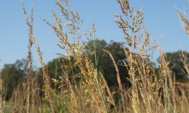 Indian Grass (Sorghastrum nutans)