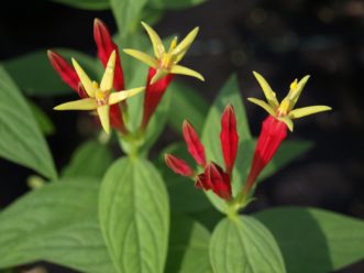 Indian pink (Spigelia marilandica) has trumpet-shaped red flowers with a star-shaped yellow center and blooms in June. Barbara H. Smith, ©2019 HGIC, Clemson University
