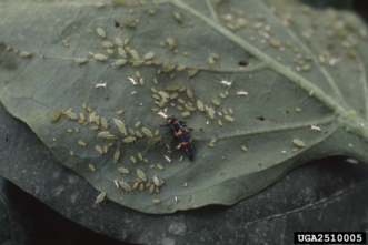 Lady Beetle Larvae feeding on green peach aphids (Myzus persicae). Photo courtesy David Riley, University of Georgia, Bugwood.org.
