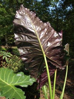 Mayan Mask elephant ear (Alocasia 'Mayan Mask') is a hybrid that has shiny, green leaves with dark chocolate-purple undersides. Barbara H. Smith, ©2019 HGIC, Clemson University