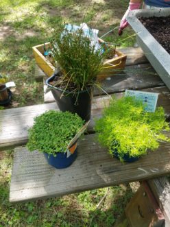 Mosses and dwarf grasses are excellent low growing plant choices for miniature gardens. LayLa Burgess, ©2018 HGIC, Clemson Extension