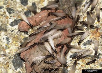 Native subterranean termite swarmers. They are about 3/8 inch in length, black with 4 wings all the same length. Photo credit: Gary Alpert, Harvard University, Bugwood.org.