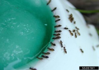 Odorous house ants feeding on liquid ant bait.