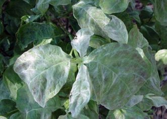 Powdery mildew on dogwood (Cornus florida) leaves. James Blake, ©2007 HGIC, Clemson Extension