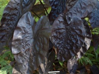 Puckered Up elephant ears (Colocasia esculenta ‘Puckered Up’) provide interest and texture in a shade garden. Barbara H. Smith, ©2019 HGIC, Clemson University