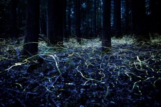 Searching for love. Time elapsed photo of blue ghost firefly males slowly flying, searching for females.