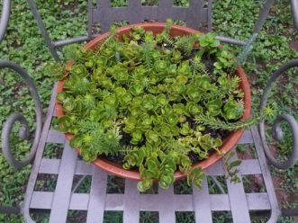 Succulent plants easily fill or provide an accent to a container or planter. LayLa Burgess, ©2019 HGIC, Clemson Extension