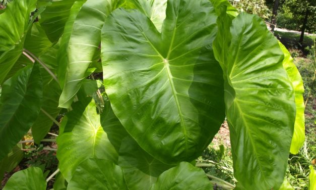 Fun with Elephant Ears in the Garden