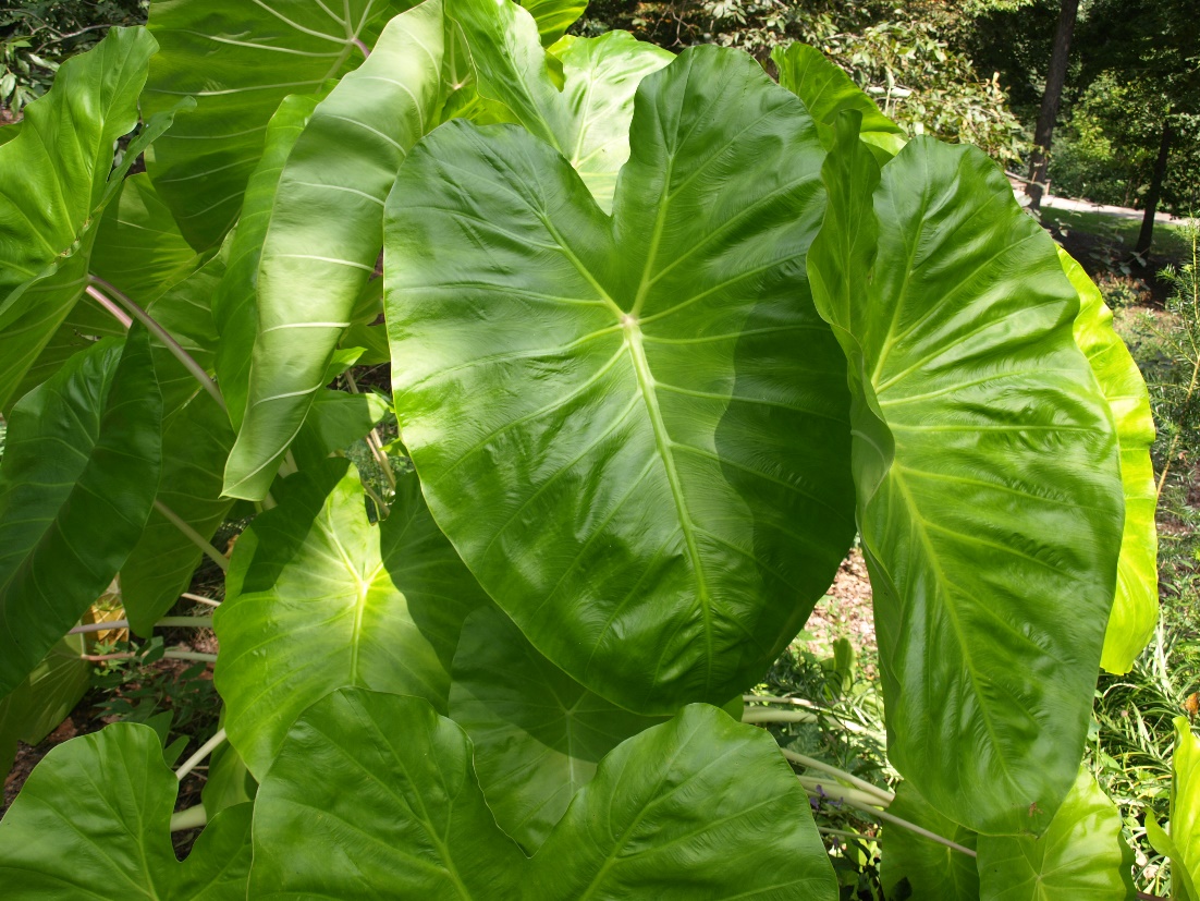 Planting Elephant Ears in Pots and Containers