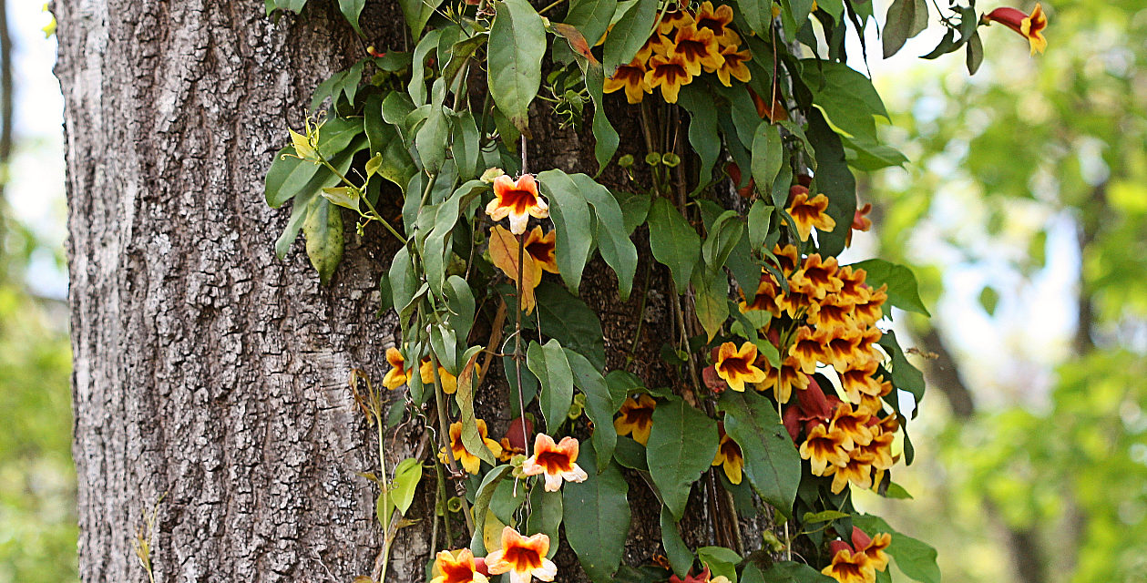 This native crossvine (Bignonia capreolata) climbed rapidly up a sweet gum tree. Its flowers are produced in early April and may appear high up in the trees where the vines receive more sunlight. Joey Williamson, ©2020 HGIC, Clemson Extension
