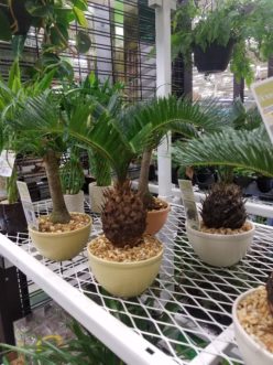 Tropical plants and bonsai are good additions to the miniature garden. Leave them potted for easy care, and then later remove to bring indoors during the colder months. LayLa Burgess, ©2018 HGIC, Clemson Extension