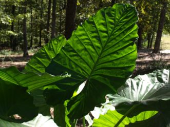 Borneo Giant elephant ears (Alocasia macrorrhizos ‘Borneo Giant’) have upward-pointing leaves that can reach four feet long.