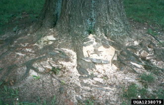 Figure 4. Symptoms of an ambrosia beetle attack can include accumulated sawdust at the base of the tree, as seen here.
