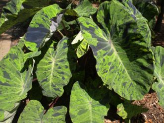 Mojito elephant ears (Colocasia esculenta ‘Mojito’) have large, green leaves with dark purple spots.