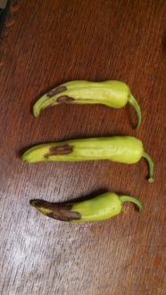 Banana peppers with blossom end rot.