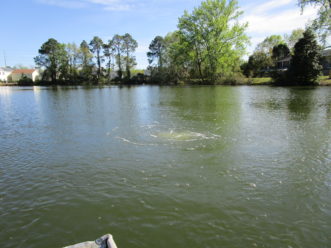 A bottom diffuser is used in this stormwater pond to help circulate the water column, preventing stratification and dissolved oxygen concerns in the pond. Photo courtesy The Lake Doctors, Inc. C. Guinn Wallover, ©2020, Clemson Extension