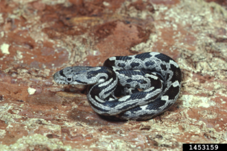 Juvenile rat snakes are harmless and use their coloration for camouflage. 