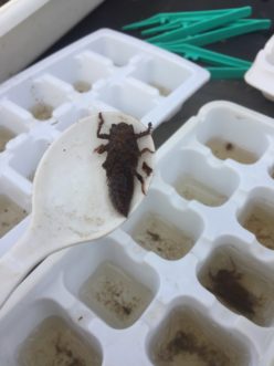 A dragonfly nymph caught while sampling a local stream for aquatic insects. The nymph stage is quite different than the adult. Karen Jackson, ©2020, Clemson University