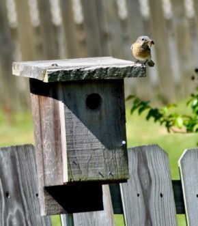 A female bluebird perches atop the nest box with a meal for her hungry babies. Credit: Eddie Lott ©2012
