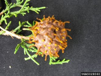 A gall on a redcedar, with dehydrated telial horns Joseph O’Brien, USDA Forest Service, Bugwood.org