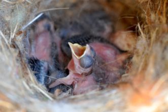 A hatchling chickadee begs for food. Credit: Eddie Lott ©2014
