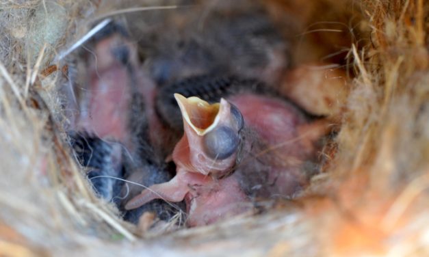 Insects Feed Baby Birds
