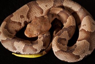 A snake coiled up on a black surface Description automatically generated