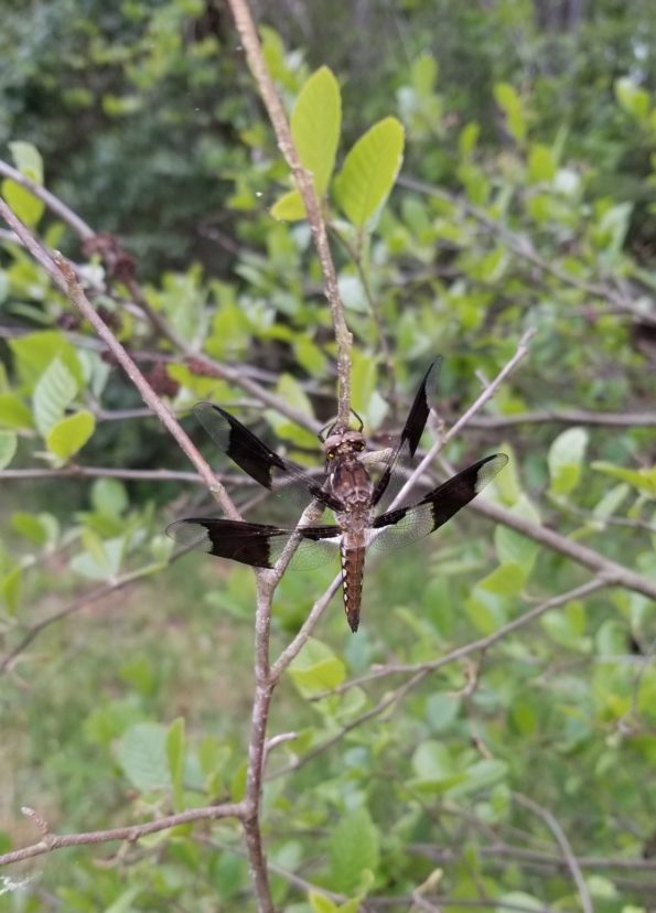 An adult dragonfly rests on an Alder tree beside a pond. Dragonflies live briefly as adults and spend their time feeding on mosquitoes and mating.