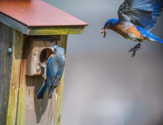 Adults begin feeding young immediately after hatching. The male of this bluebird pair swoops in to deliver food after the female leaves the entrance hole. Credit: Ed Piotrowski ©2020