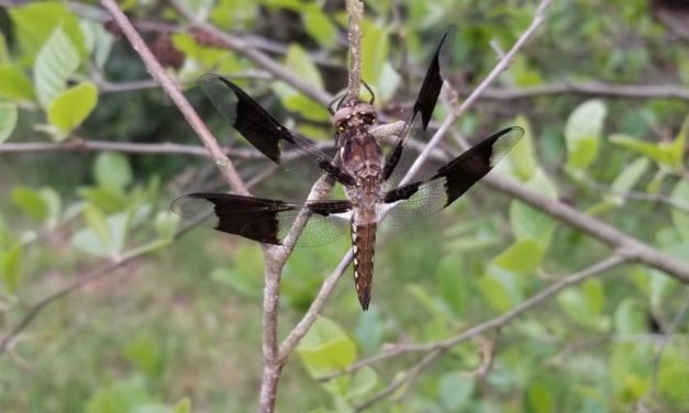 Dragonflies