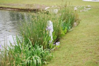 Aquatic benches, also called littoral shelves, can be planted with native, wetland vegetation to provide erosion protection, water quality benefits, and habitat for beneficial wildlife. Photo courtesy Charleston Aquatic Nurseries.